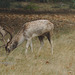 EF7A0142stag