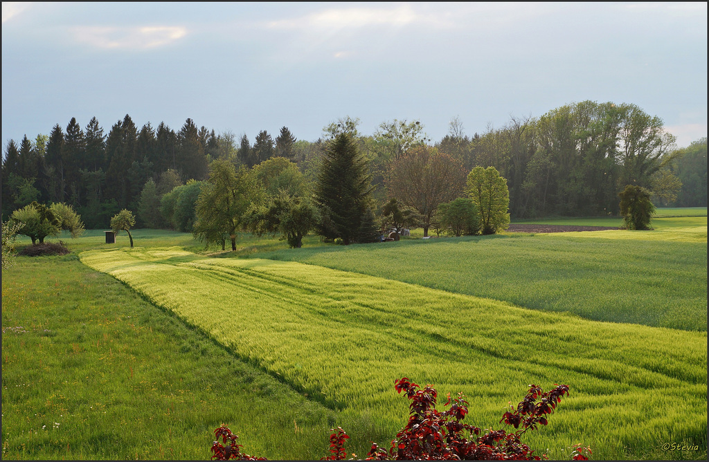 Verschwommene und verwachsene Linien im grünen Kornfeldmeer ~~~ Blurred and overgrown lines in the green grain field sea