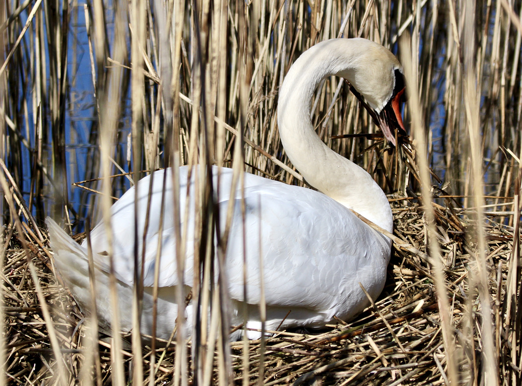 Ständige Verbesserungen am Nest