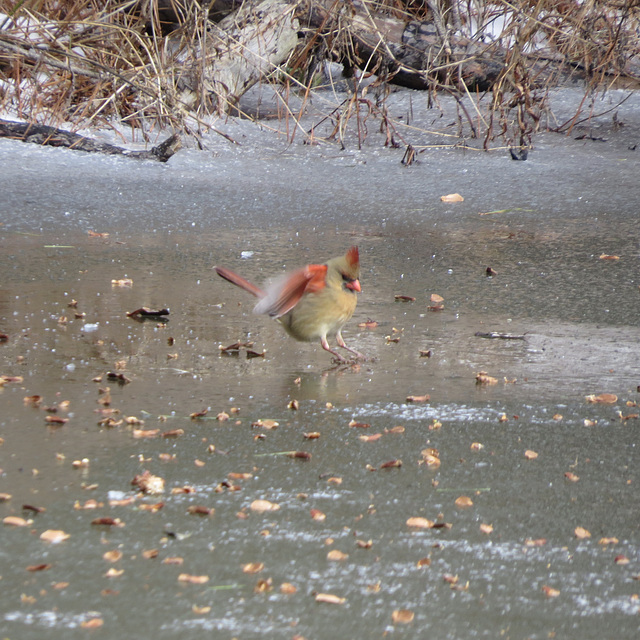 Northern cardinal (F)