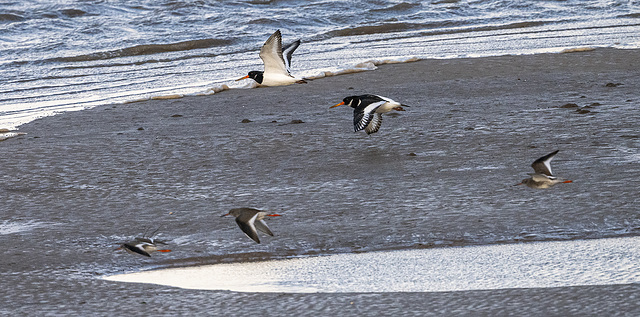 Oystercatchers