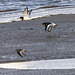 Oystercatchers