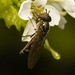 IMG 9366 Hoverfly-1