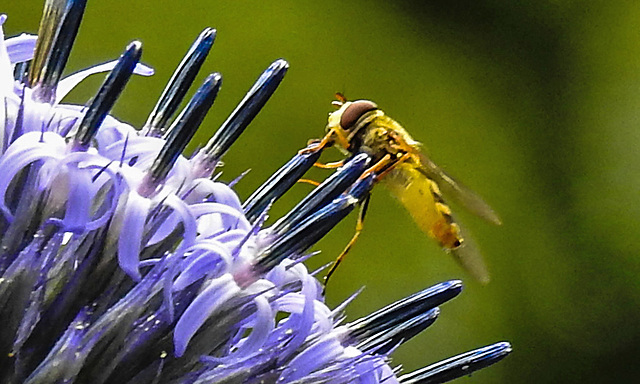 20230716 2240CPw [D~LIP] Kugeldistel, Große Schwebfliege (Syrphus ribesii),, Bad Salzuflen