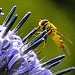20230716 2240CPw [D~LIP] Kugeldistel, Große Schwebfliege (Syrphus ribesii),, Bad Salzuflen