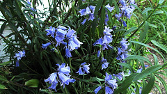 Bluebells.