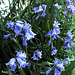 Bluebells.