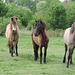 135/365 - Pferde Schönheiten/Horse beauties