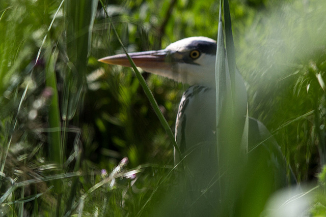 20150518 7918VRTw [R~F] Graureiher (Ardea cinerea), Parc Ornithologique, Camargue