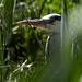 20150518 7918VRTw [R~F] Graureiher (Ardea cinerea), Parc Ornithologique, Camargue