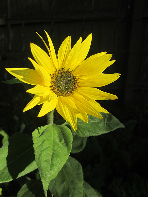 Sunflower 0617 2463