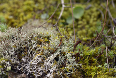 Usnea  DSC1462