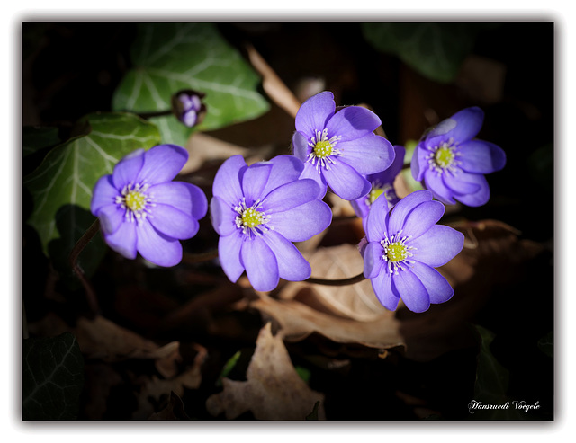 Leberblumen /Hepatica nobilis