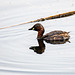 Little grebe