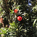 Yew Berries