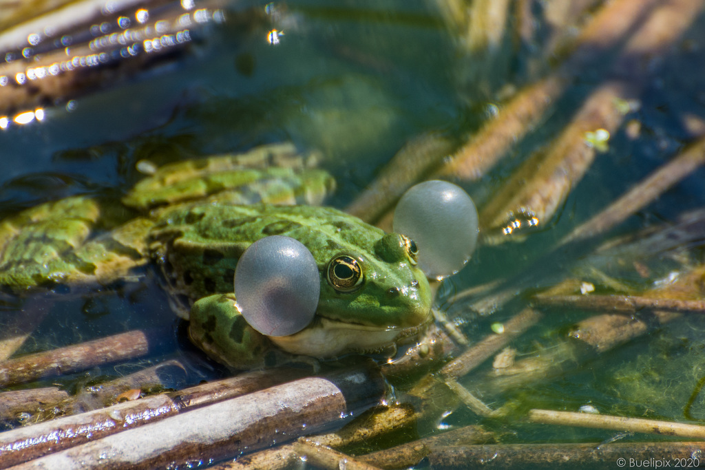 Teich bei Bottighofen (© Buelipix)