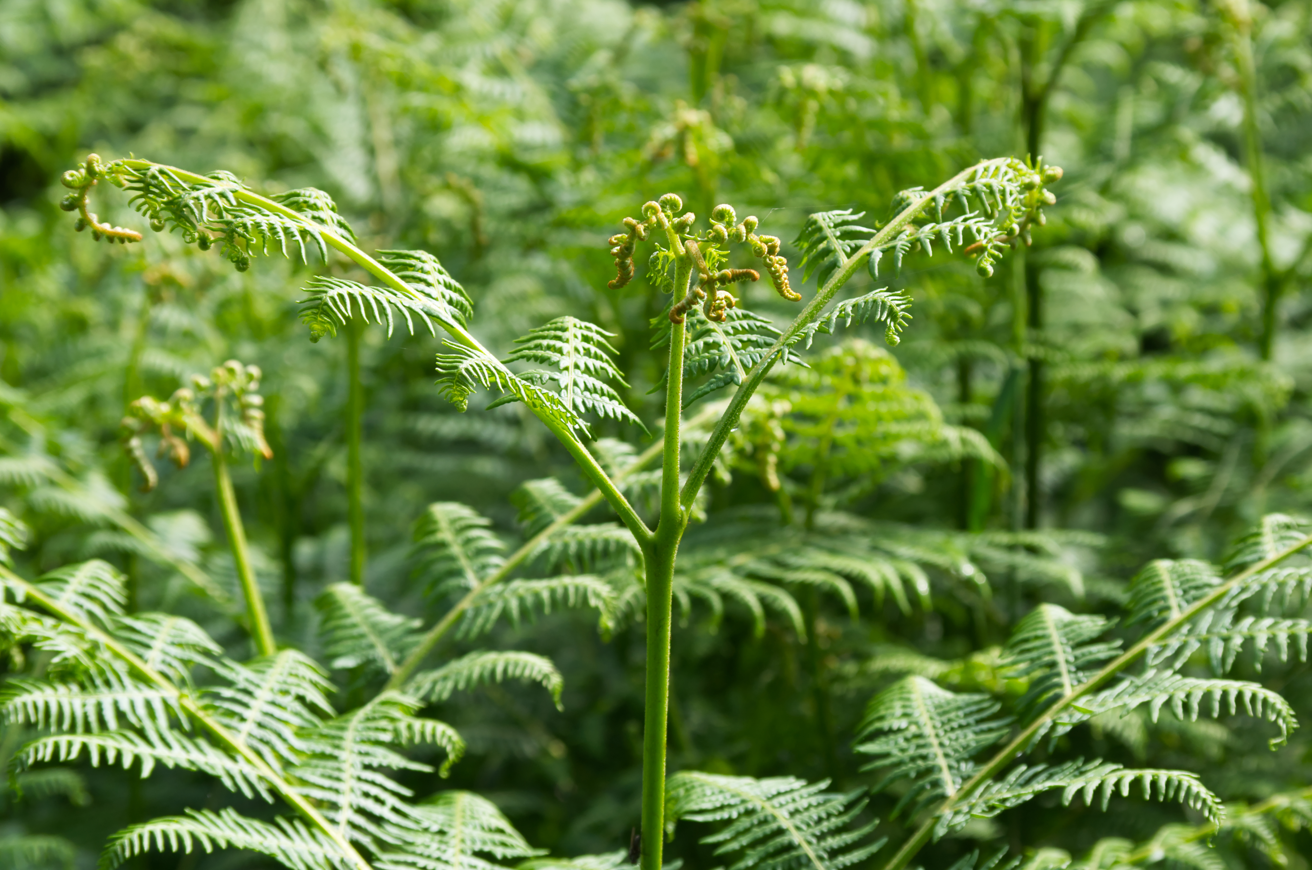 Ferns at Scalby, North Yorkshire