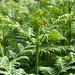 Ferns at Scalby, North Yorkshire