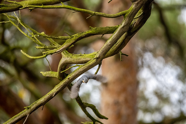 Nuthatch