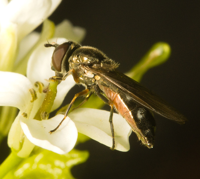 IMG 9368 Hoverfly-3