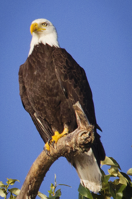 Bald Eagle at Lake Washington