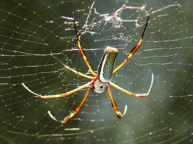 Spider, Nariva Swamp afternoon, Trinidad