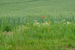 Blumen am Feldesrand