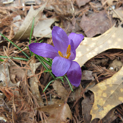 Crocus