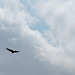 Turkey Vulture