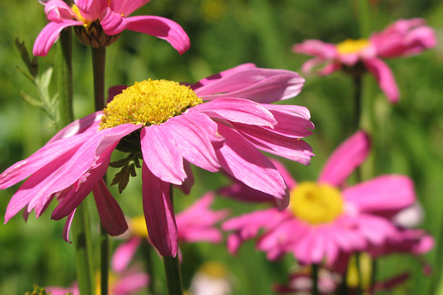 Chrysanthème écarlate = Chrysanthemum coccineum, Asteraceae (Caucase, Iran)