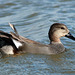 EOS 90D Peter Harriman 10 47 45 49138 gadwall dpp