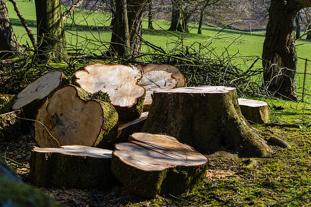 Chunks Of Trunk