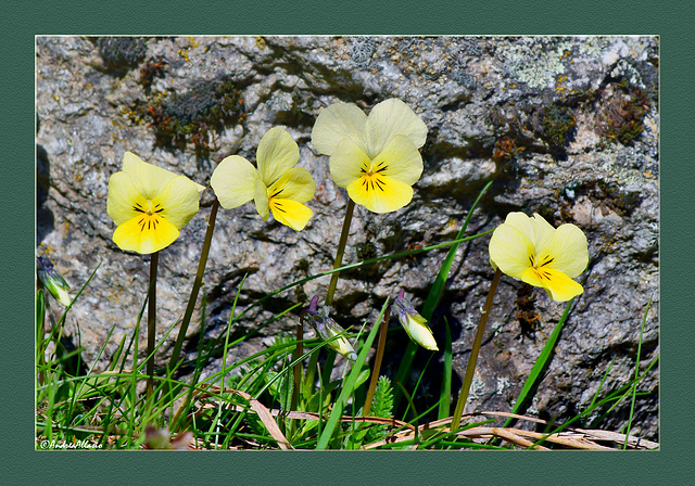 Yellow pensies - Violette del pensiero