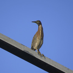 Green heron on power line pylon