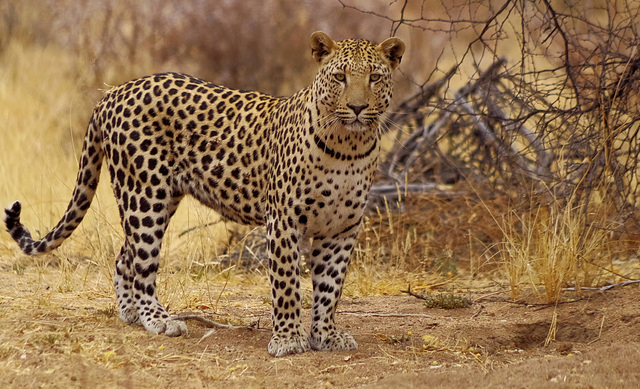 Leopard in Namibia