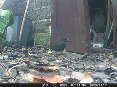 gct[4] - young male blackbird