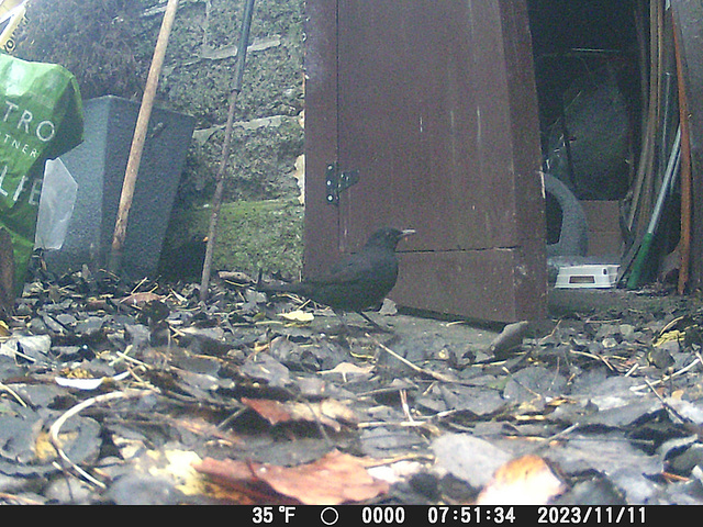 gct[4] - young male blackbird