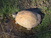 Snapping turtle taking a bath