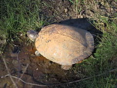 Snapping turtle taking a bath