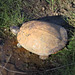 Snapping turtle taking a bath