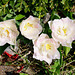 Zarte Tulpen im Garten