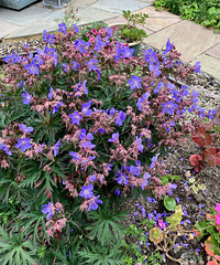 BlueGeraniumJune25