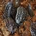 Life under a log. Woodlice