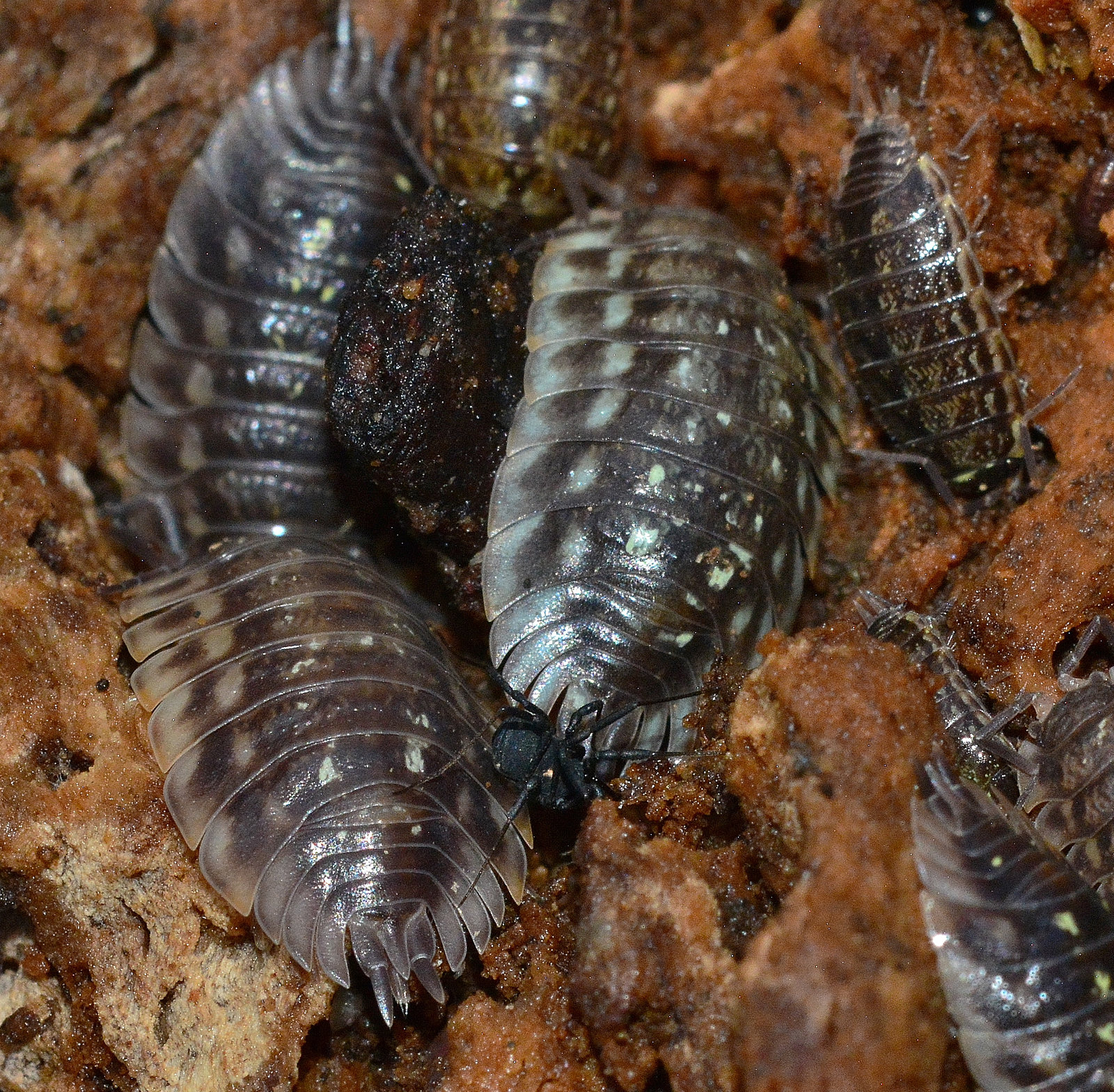 Life under a log. Woodlice