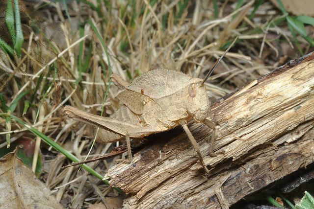 IMG 9054grasshopperorcricket