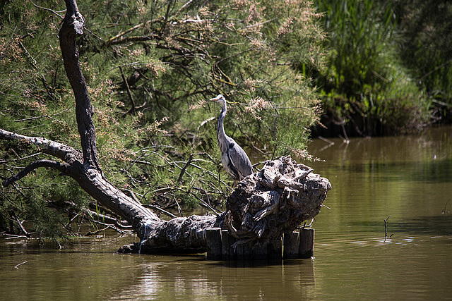 20150518 7920VRTw [R~F] Graureiher (Ardea cinerea), Parc Ornithologique, Camargue