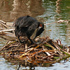 Red-necked Grebe