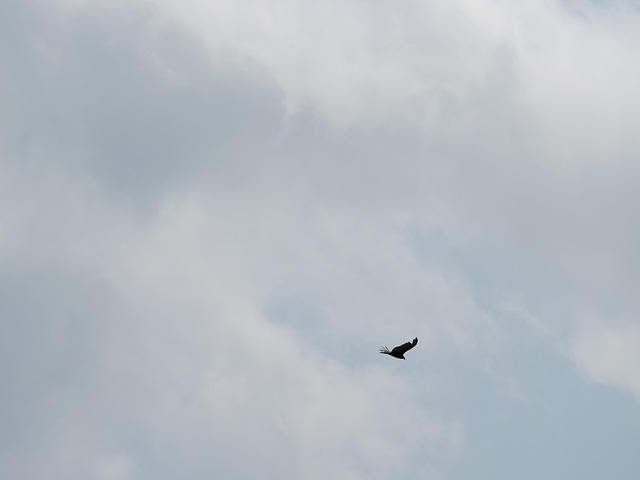 Turkey Vulture