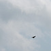 Turkey Vulture