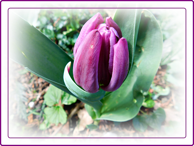 Tulipe au jardin avec Photoscape